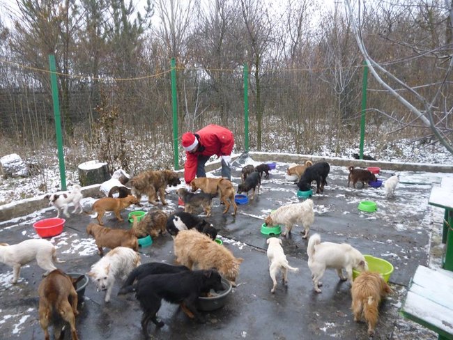 600 литров еды раздаем котам и собакам ежедневно: как живет приют-переселенец из Донецка 03