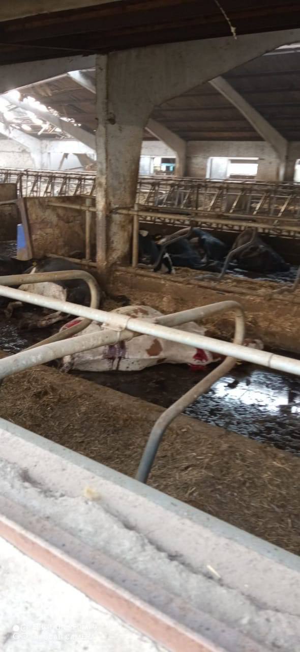 Війська РФ вдарили по фермі на Запоріжжі, близько тисячі голів худоби загинуло, 2 людини дістали поранення, - ОВА 02