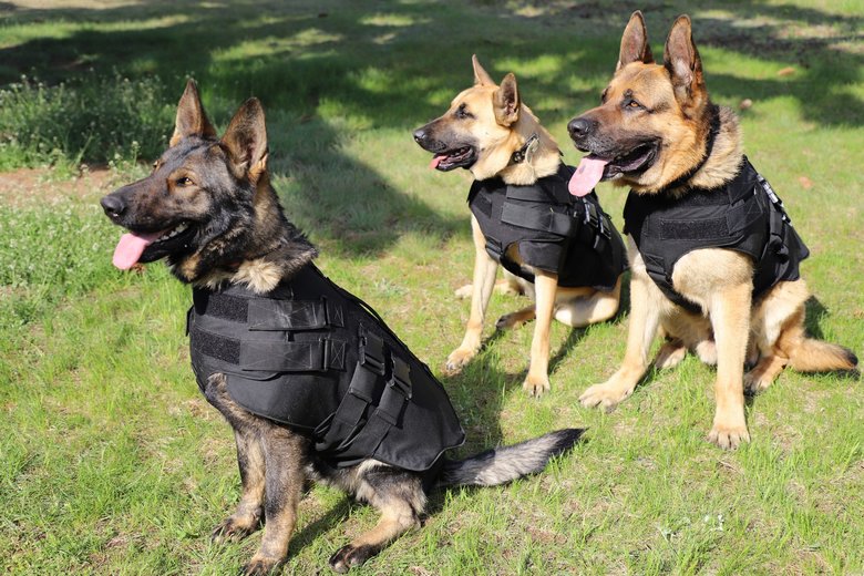 Полицейские-кинологи из США передали пограничникам бронежилеты для служебных собак, - ГПСУ 06