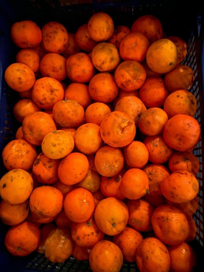 Зіпсовані мандарини, які постачають у ЗСУ