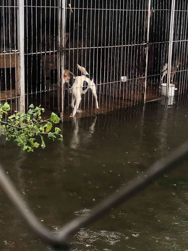 В Калуше полностью затопило приют для животных Дом Сирка, в котором содержалось около 300 собак 02