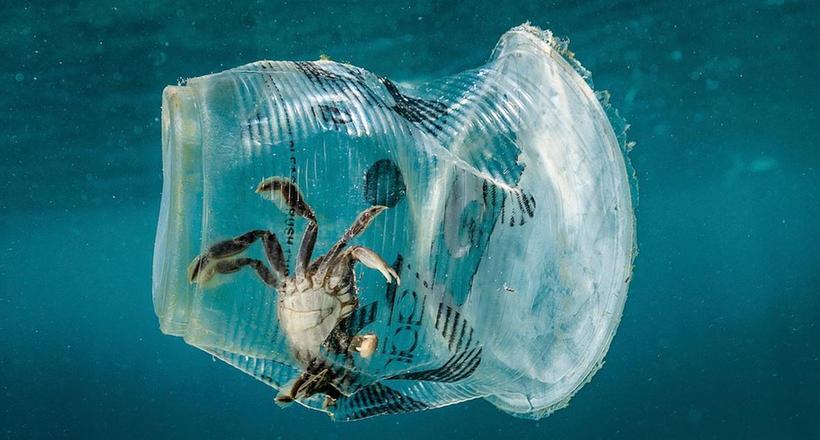 Алексей Хобот о вреде пластика для фауны Черного моря