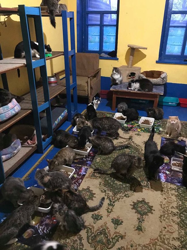 600 литров еды раздаем котам и собакам ежедневно: как живет приют-переселенец из Донецка 02