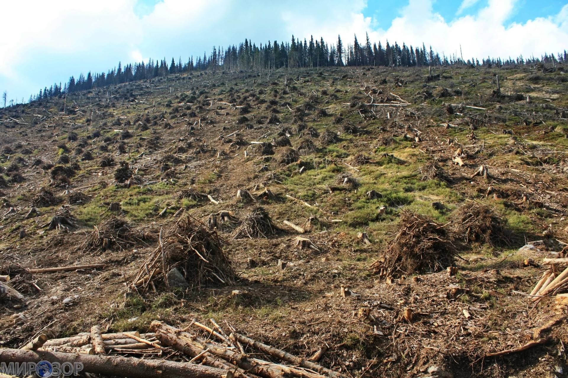 Благодаря лечения я быстро поправился вырубая леса. Карпаты вырубили лес. Вырубка лесов. Истребление лесов. Уничтожение лесов.