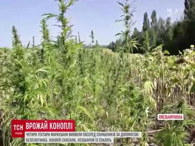 Обнаружила марихуану установить браузер тор бесплатно на русском hidra