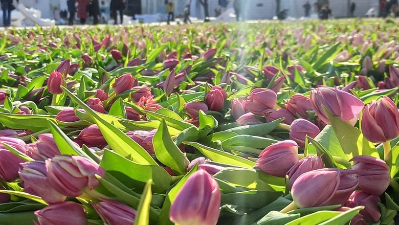 На Софійській площі в Києві виклали герб України з 1,5 млн квітів на честь жінок, які допомагають фронту 16