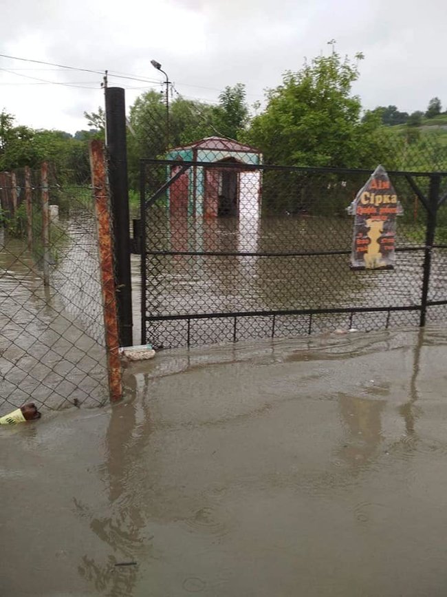 В Калуше полностью затопило приют для животных Дом Сирка, в котором содержалось около 300 собак 03