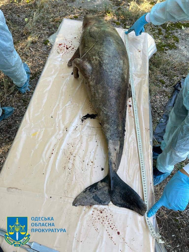 Через агресію РФ у Чорному морі масово гинуть дельфіни: Офіс Генпрокурора розслідує екоцид 04