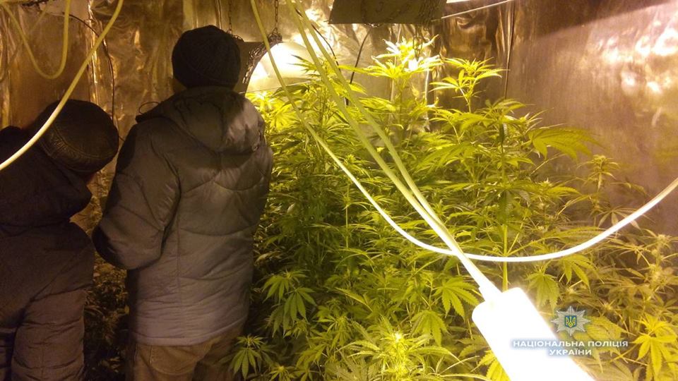 выращивания марихуаны в дом