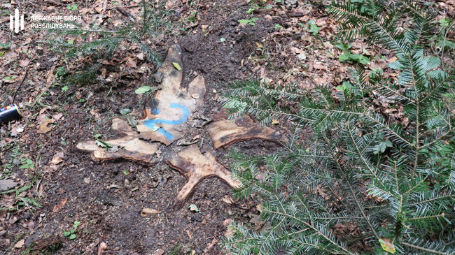 На территории заповедного фонда на Буковине незаконно вырубили деревьев более чем на 3 млн грн, - ГБР 03