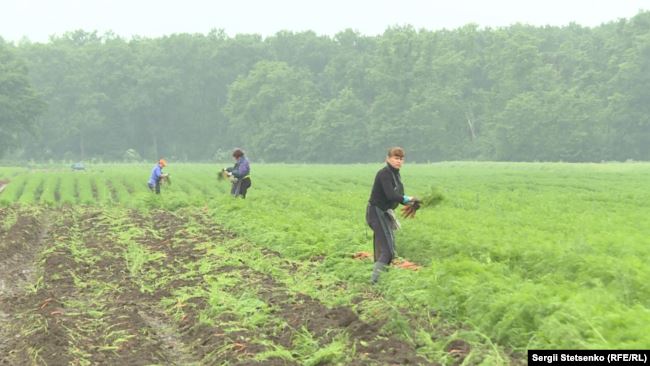 Чеські фермери готові оплачувати працівникам з України тести на COVID-19 05