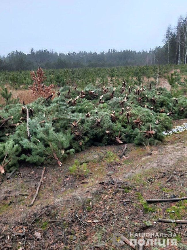 Новорічні браконьєри вирубали на Чернігівщині понад 800 сосен на пів мільйона гривень 03
