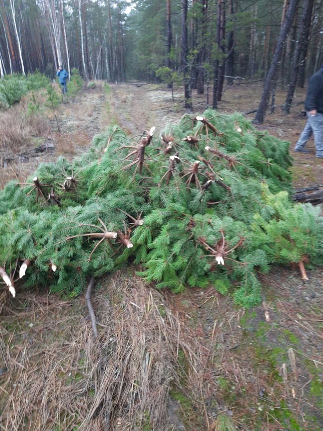 Новорічні браконьєри вирубали на Чернігівщині понад 800 сосен на пів мільйона гривень 08