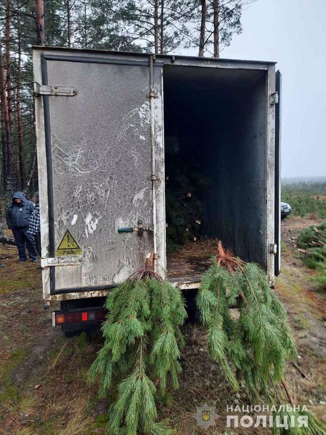 Новорічні браконьєри вирубали на Чернігівщині понад 800 сосен на пів мільйона гривень 02