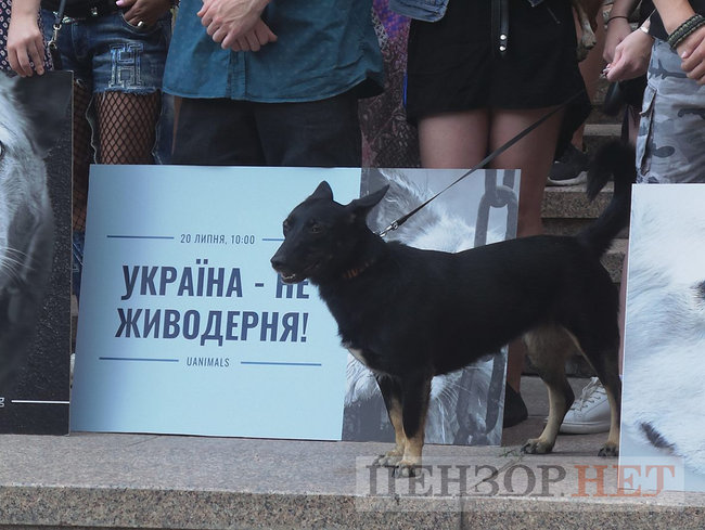 Мы устали от безнаказанности извращенцев: Участники Всеукраинской акции Украина - не живодерня митинговали под КГГА 20