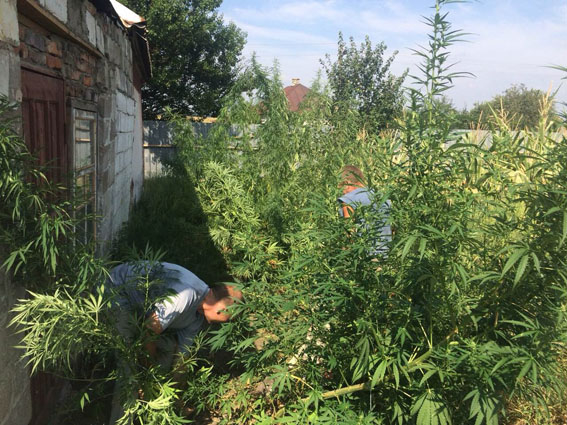 Изъятие конопли в украине марихуана период созревания