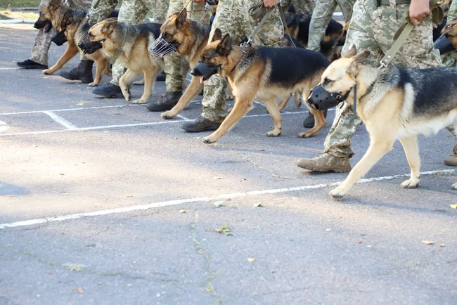 Пограничники-кинологи со служебными собаками впервые примут участие в параде на День Независимости 06