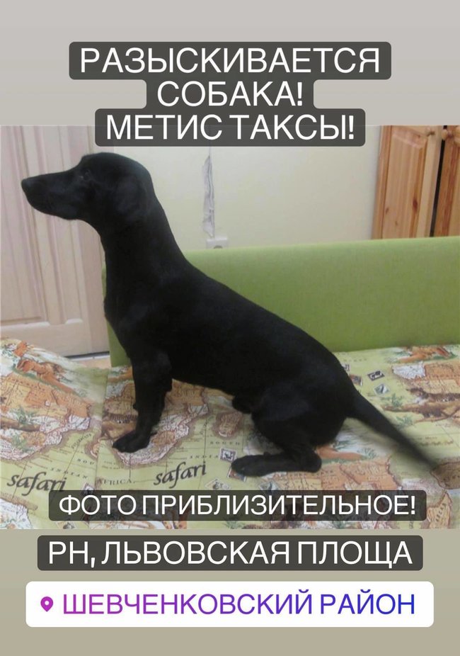 В Киеве разыскивают собаку, которую избивал хозяин 04