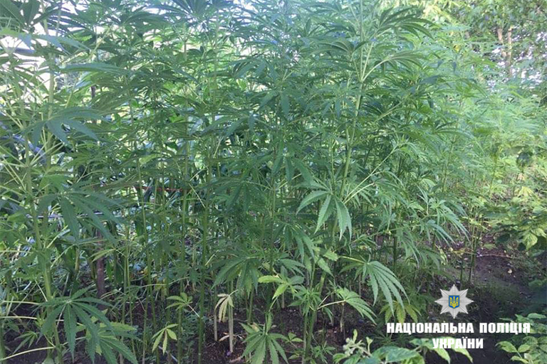 марихуана в огородах