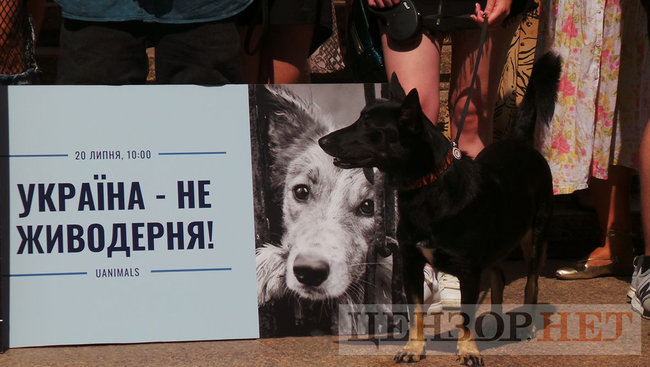 Мы устали от безнаказанности извращенцев: Участники Всеукраинской акции Украина - не живодерня митинговали под КГГА 12