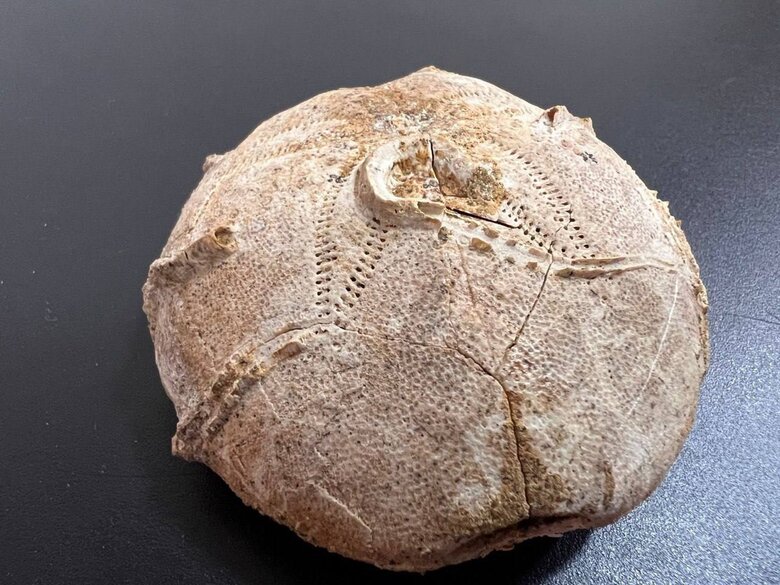 Митники не дали вивезти до США панцир морського їжака віком 165 мільйонів років 01