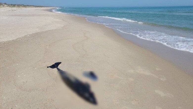 Около 50 тысяч дельфинов погибли в Черном море из-за войны 01