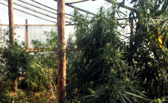 Конопля выращивание производство как обмануть тест на марихуана