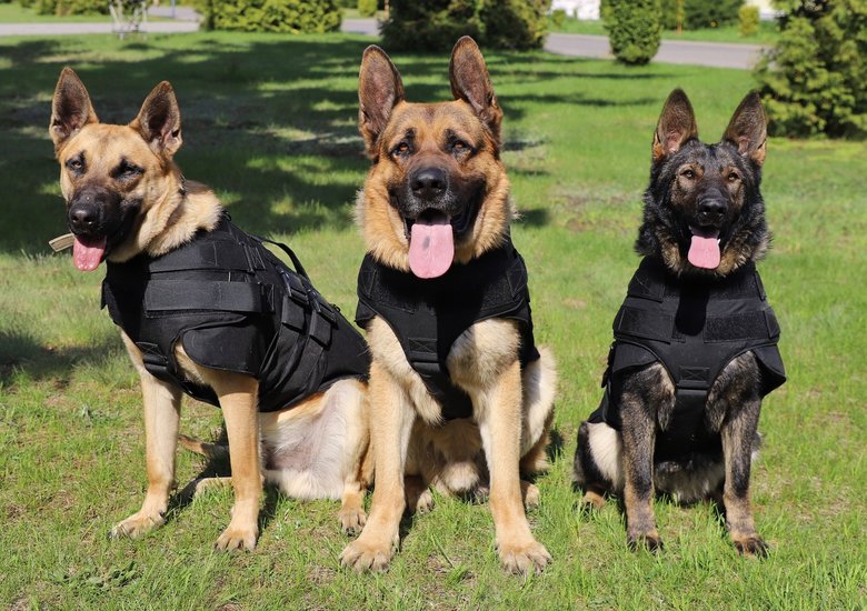 Полицейские-кинологи из США передали пограничникам бронежилеты для служебных собак, - ГПСУ 01