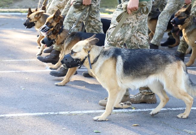 Пограничники-кинологи со служебными собаками впервые примут участие в параде на День Независимости 05