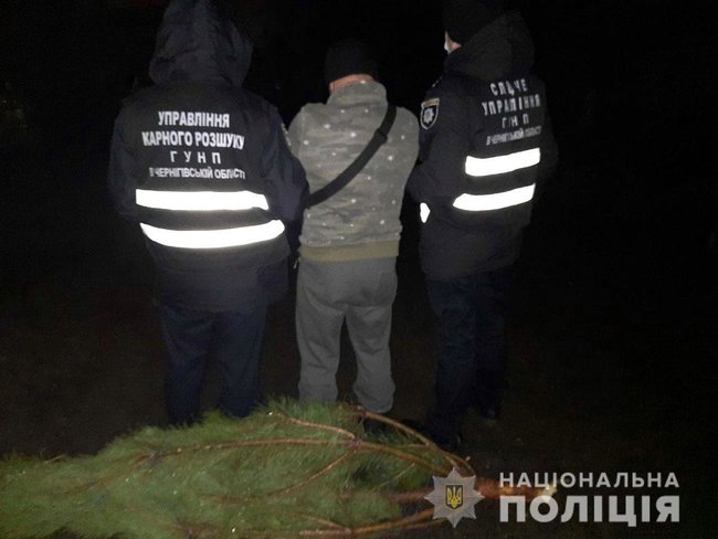 Новорічні браконьєри вирубали на Чернігівщині понад 800 сосен на пів мільйона гривень 01